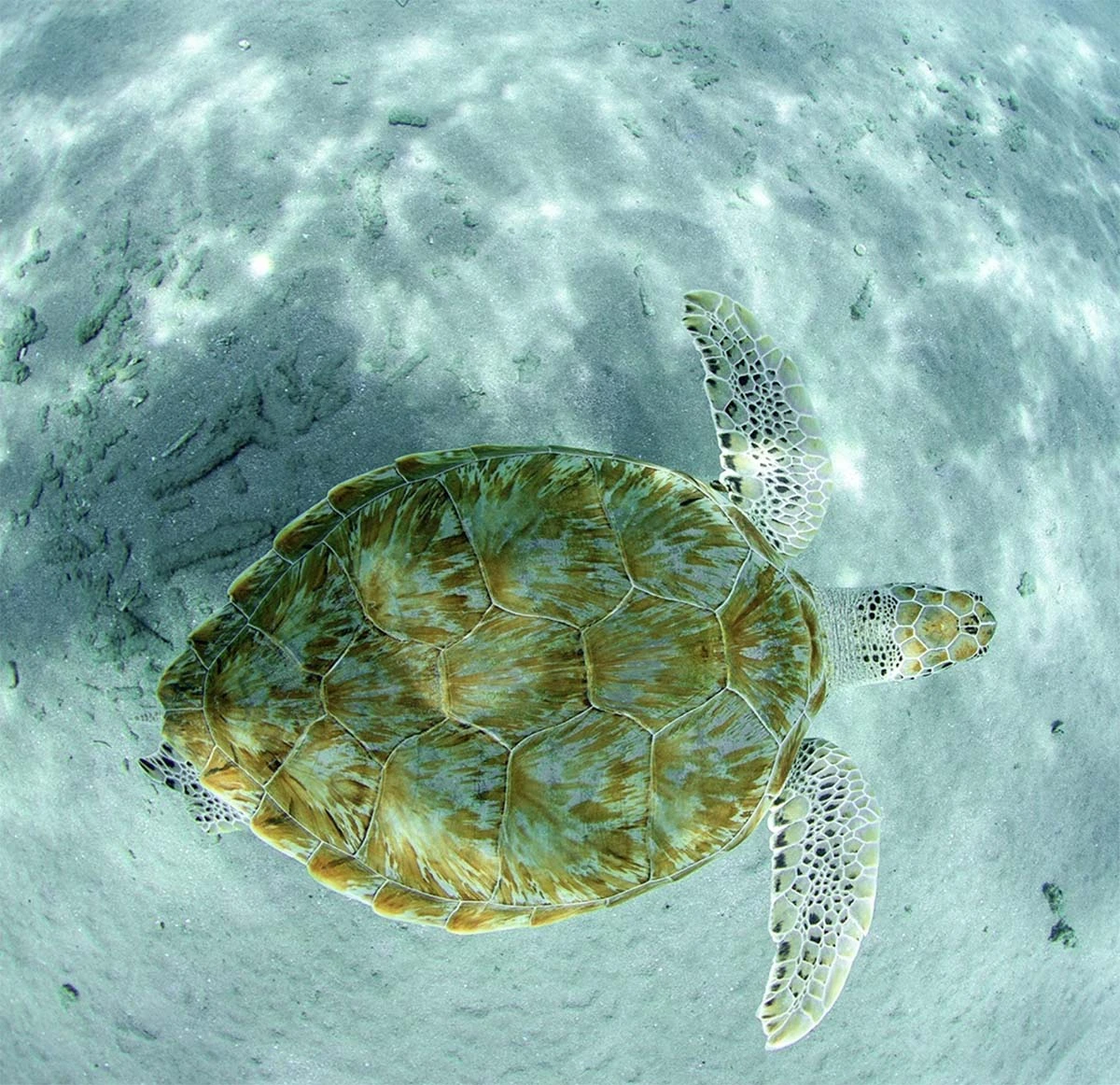 Sea turtles